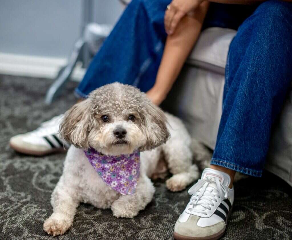 Sir Garvey the therapy dog lying at a client's feet during a therapy session
