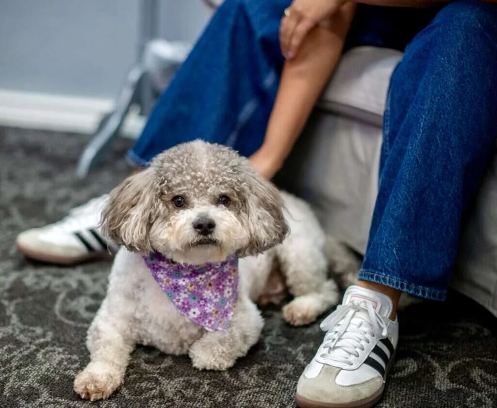 Sir Garvey the therapy dog lying at a client's feet during a therapy session