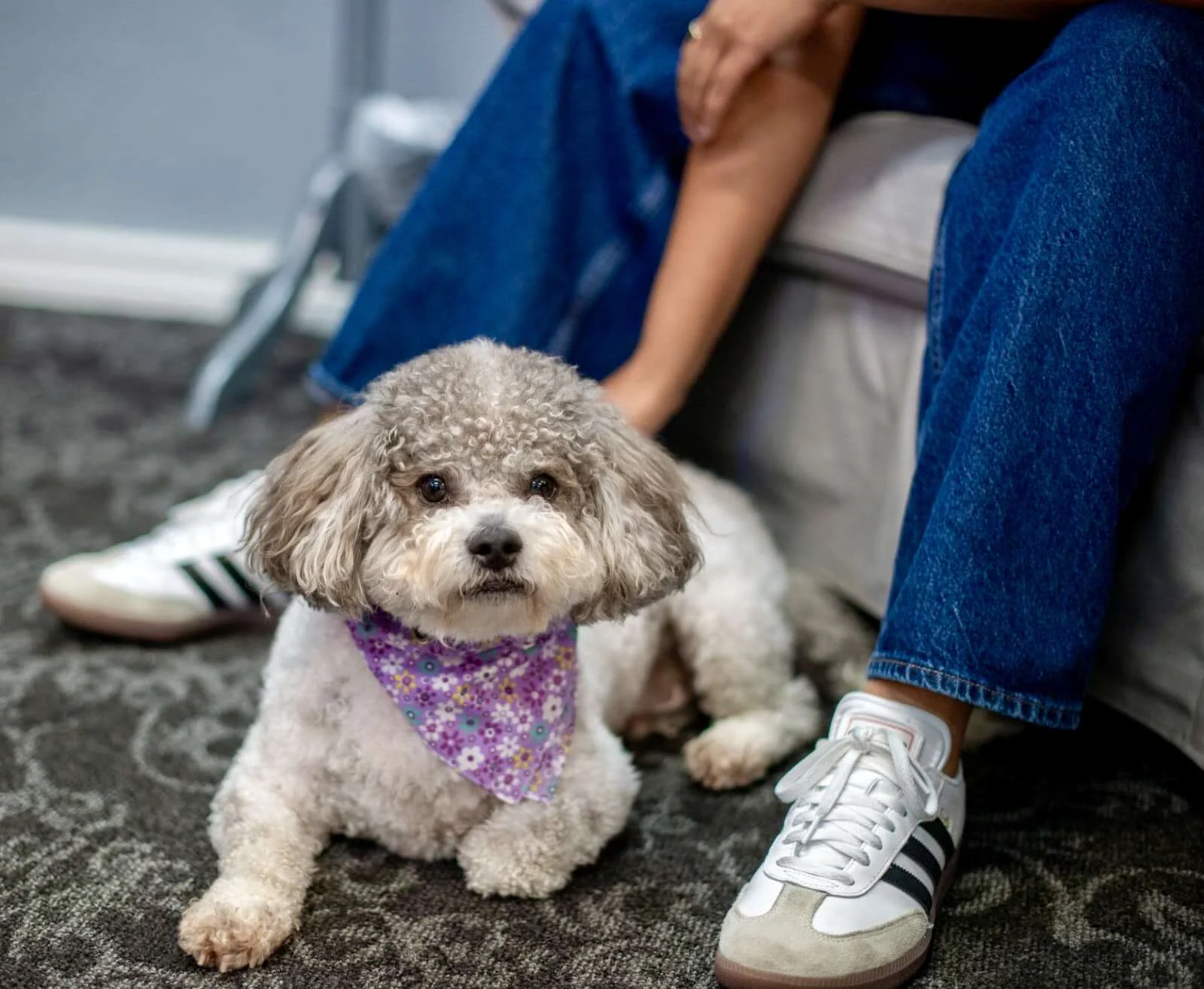 Sir Garvey the therapy dog lying at a client's feet during a therapy session